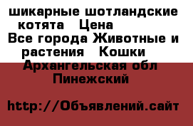 шикарные шотландские котята › Цена ­ 15 000 - Все города Животные и растения » Кошки   . Архангельская обл.,Пинежский 